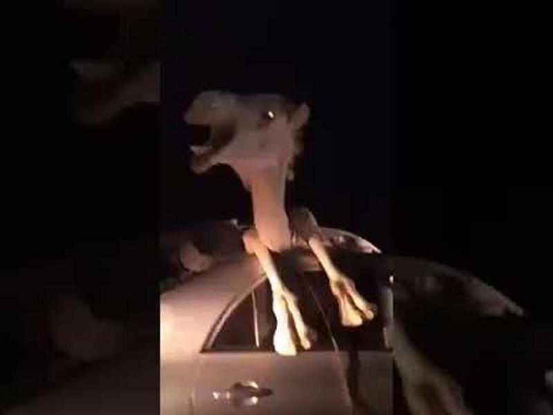 بالفيديو: حادث تصادم بين سيارة وجمل!